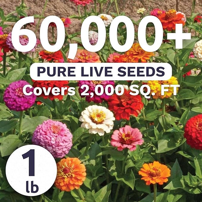 Zinnia Cut & Come Again Mix - Bulk 1 Pound Pouch - 60,000 Flower Seeds for Planting - Zinnia elegans