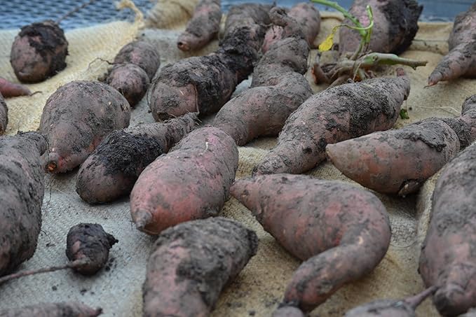 Generic 50pcs Sweet Potato Vegetable Seeds Black