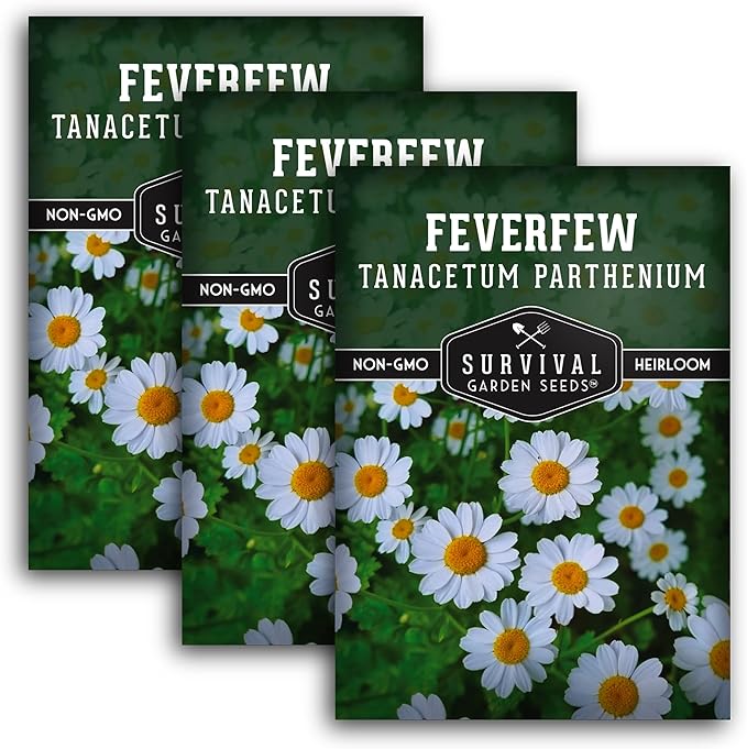 Feverfew Seeds for Planting - Perennial Daisy-Like Flower Herb, Pollinator Friendly Garden, Easy to Grow Traditional Herb - Heirloom Non-GMO Open Pollinated - Survival Garden Seeds (3 Pack)