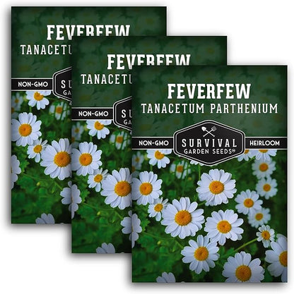 Feverfew Seeds for Planting - Perennial Daisy-Like Flower Herb, Pollinator Friendly Garden, Easy to Grow Traditional Herb - Heirloom Non-GMO Open Pollinated - Survival Garden Seeds (3 Pack)