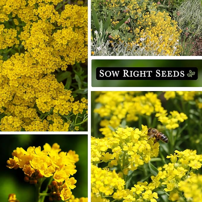 Sow Right Seeds - Sweet Alyssum Basket of Gold Flower Seeds for Planting - Perennial Garden Flowers - Easy to Grow Fragrant Blooms - Ideal for Borders and Containers - Attract Pollinators (2)