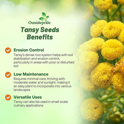 Outsidepride Tansy Seeds - 10000 Pcs. Perennial, Easy to Grow & Low Maintenance, Herb Seeds for Planting Aromatic & Vibrant Yellow Button-Like Blooms, Great for Versatile Uses & Pollinator Gardens
