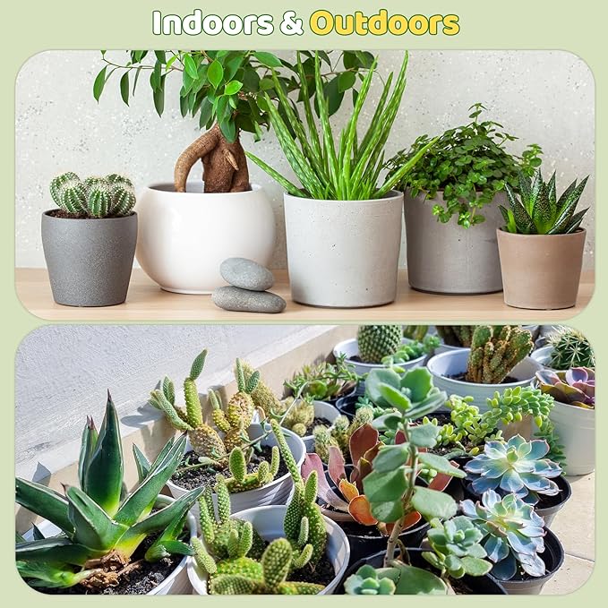 Cactus & Succulent Soil Mix 1qt, Chunky Well-Draining Soil for Indoor Plants - Spike & Bloom