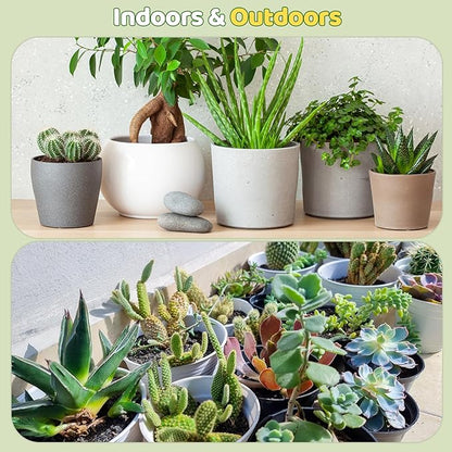 Cactus & Succulent Soil Mix 10qt, Chunky Well-Draining Soil for Indoor Plants - Spike & Bloom