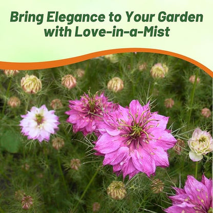 Outsidepride Jewels Rose Nigella Seeds - 1000 Pcs Annual Flower Seeds for Planting with Vibrant Blooms & Lacy, Fern-Like Foliage, Attractive Cut Flower for Small Garden Spaces & Floral Arrangements