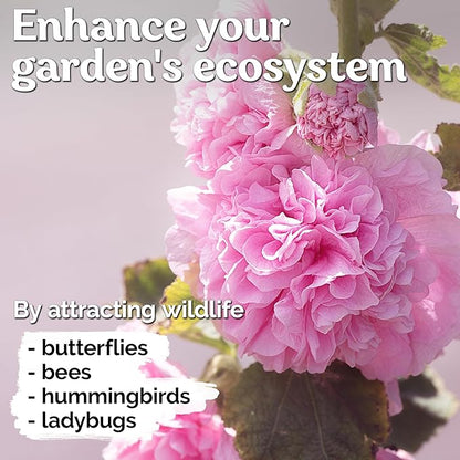 KVITER 300 Chaters Hollyhock Seeds for Planting (Alcea rosea), 2 Pack - Heirloom | Tall Blooms | Pollinator Magnet - Double Hollyhocks Flower Seeds to Plant Outside in Garden, Cottage Borders