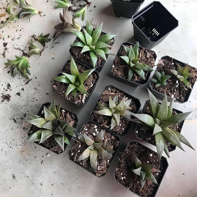 100 Pack 2.7 Inches Square Nursery Pot, Plastic Nursery Pots with Drainage Hole for Seedlings, Succulents, Potted Plants, Black