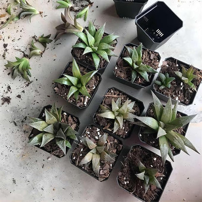100 Pack 2.7 Inches Square Nursery Pot, Plastic Nursery Pots with Drainage Hole for Seedlings, Succulents, Potted Plants, Black