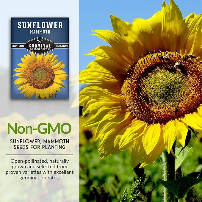Mammoth Sunflower Seeds for Planting | Giant 12 ft Plants with Edible Seed Harvest – Heirloom Non-GMO – Survival Garden Seeds (2 Packs)
