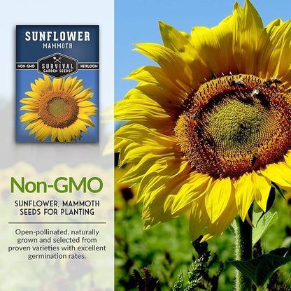 Mammoth Sunflower Seeds for Planting | Giant 12 ft Plants with Edible Seed Harvest – Heirloom Non-GMO – Survival Garden Seeds (5 Packs)