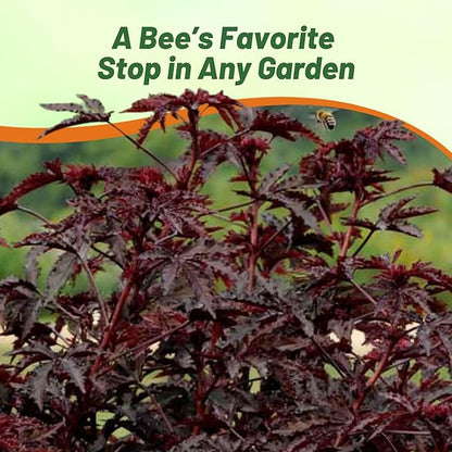 Outsidepride Mahogany Splendor Hibiscus Seeds - 10 Pcs Perennial Flower Seeds for Planting Pollinator-Friendly, Elegant & Dense Deep Burgundy Foliage for Containers, Pots, & Garden Spaces