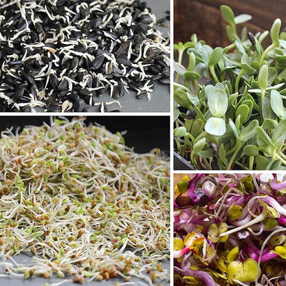 1.5 Lb Organic Non-GMO Black Oil Sunflower Microgreens and Sprouting Seeds (Shell On) - Edible Sun Flower Micro Green Seed, Organic Sprout Seeds for Sprouting, and Sprout Mix