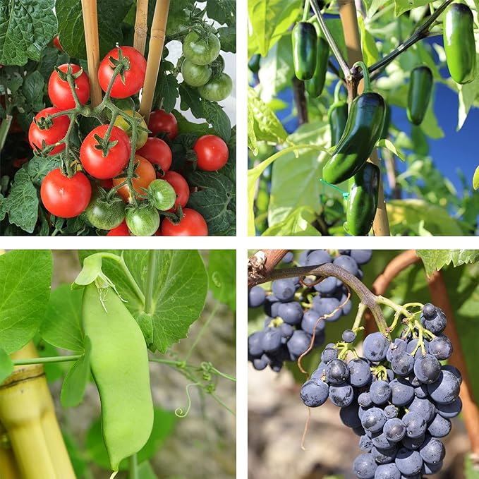 Bamboo Garden Stakes 3 Feet Plant Stakes for Roma Tomatoes Sunflowers Beans Potted and Climbing Plants - Pack of 25 Bamboo Sticks