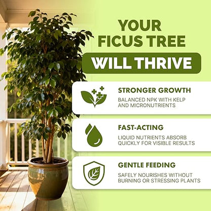 Ficus Tree Fertilizer for All Ficus, Fig and Moraceae Plants, Liquid Plant Food 1 Gallon (128oz)