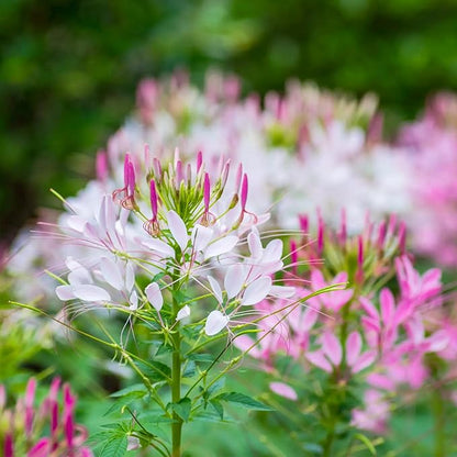Seed Needs Cleome Seeds for Planting Spider Plants - Heirloom & Open Pollinated Wildflower Seeds to Grow a Butterfly Garden to Attract Pollinators (2 Packs)