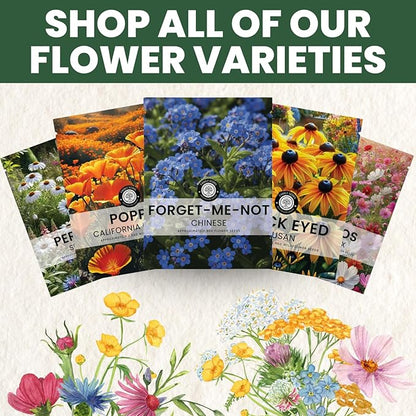 Chinese Forget Me Not – 18,000 Seeds for Planting – 2026 Season – 4 Ounces