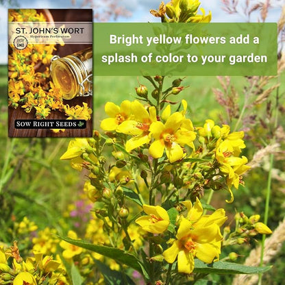 Sow Right Seeds - St John’s Wort Seeds for Planting - Non-GMO Heirloom Packet with Instructions to Plant & Grow an Outdoor or Indoor Herb Garden - Native Wildflower with Medicinal & Culinary Uses (1)