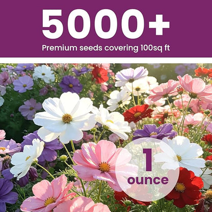 7,000+ Lavender Seeds Large Non GMO 3/4 Ounce Packet English Lavender Seeds- Heirloom Seeds Lavandula Angustifolia Wildflower Seed for Planting Indoor/Outdoor, High Germination