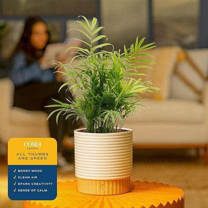 Costa Farms Parlor Palm Live Plant in Decorative Pot, Air Purifying Indoor Houseplant, Perfect for Home, Room, or Office Decor, Great House Warming or Birthday Gift, 14-18 Inches Tall