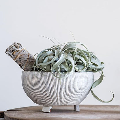 Creative Co-Op Small Distressed Cream Footed Terracotta Planter with Fluted Texture