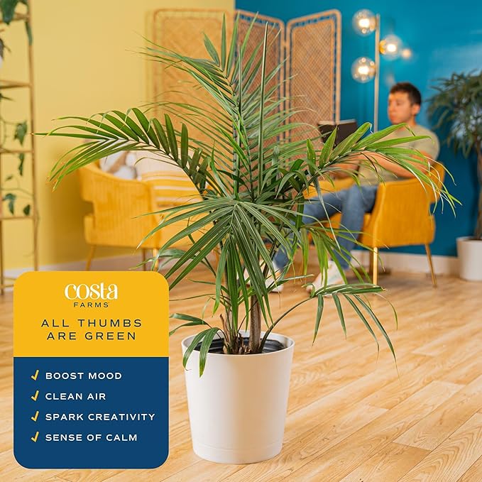 Costa Farms Majesty Palm Live Plant in Decorative Pot, Large Indoor Houseplant, Perfect for Home, Room, or Office Decor, Great House Warming or Birthday Gift, 3-4 Feet Tall