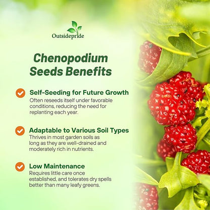 Outsidepride Strawberry Spinach Seeds - 5000 Pcs. Annual, Easy to Grow & Low Maintenance, Fruit Seeds for Planting Edible Foliage & Strawberry-Like Fruits for Pollinator Gardens & Erosion Control