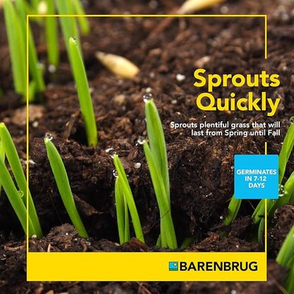 Barenbrug Wonderlawn Quicklawn Grass Seed Mix for Lawn Care and Landscaping, 10 lbs. Bag