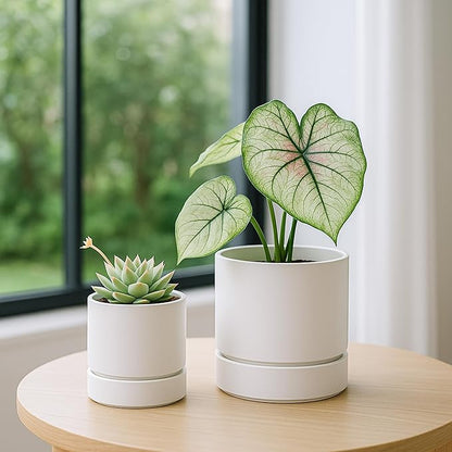 Phoenix Vine 4 Inch and 6 Inch Planter Pot with Drainage Hole & Deep Water Catch Tray Saucer, Straight Cylindrical Round Pot for Plants, Matte White, 23-A-1-Z