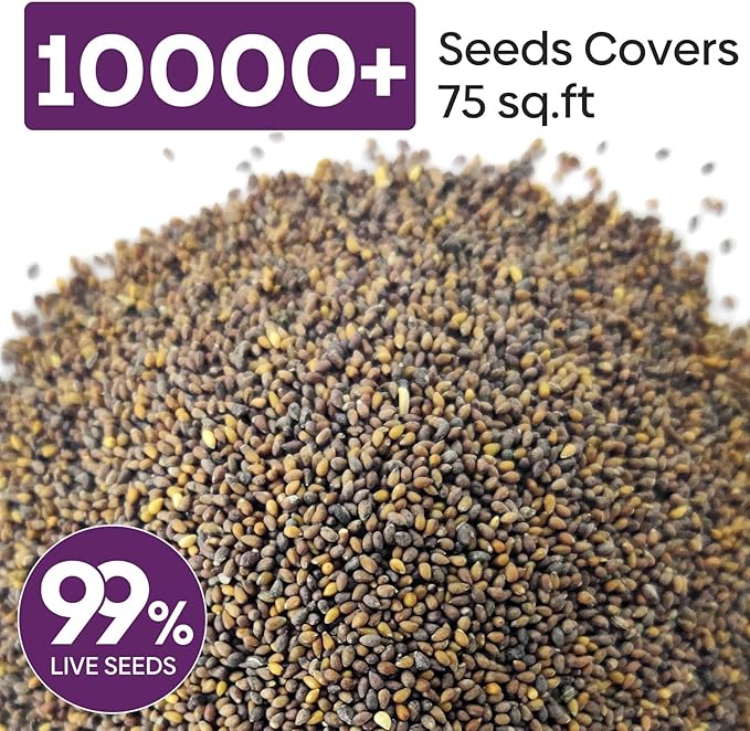 Johnny Jump Up Seeds, 10000+ Perennial Wild Violet Seeds for Planting, Edible Flowers, Non-GMO | Heirloom | Attracts pollinators, Grown in The USA