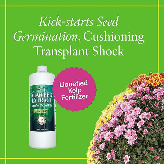 Grow More Liquified Seaweed Extract Fertilizer for Plants - 1 Quart of Natural Liquid Kelp Fertilizer - 11% Organic Kelp Plant Food for Transplant Protection & Root Development