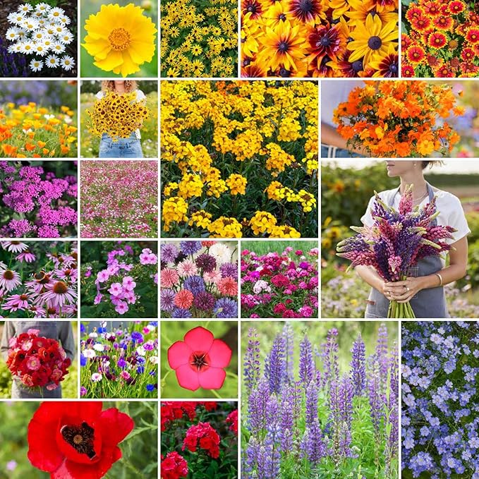 Eden Brothers Northeast Wildflower Mixed Seeds for Planting, 50 lb, 24,000,000+ Seeds with Cosmos, Candytuft, Shasta Daisy, Attracts Pollinators, Plant in Spring or Fall, Zones 3, 4, 5, 6, 7, 8, 9, 10