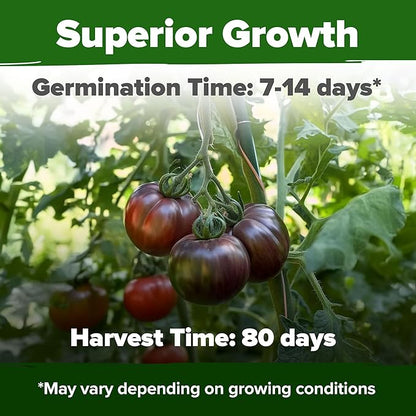 HOME GROWN Cherokee Purple Tomato Seeds 2 Pack (Solanum lycopersicum) - 212 Seeds, Tomato for Planting - Heirloom Vegetable Seeds with High Germination Rate
