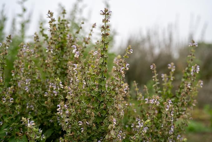 Plant Good Seed Organic Clary Sage Seeds for Planting: Herb for Cosmetics, Fragrant Purple Flowers - 50 Seed Packet