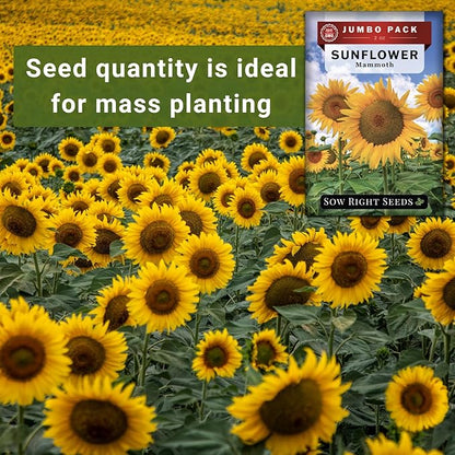 Sow Right Seeds - Mammoth Sunflower Seeds to Plant - 740 Seeds 2 Ounces - Grow Giant Sunflowers - Non-GMO Heirloom Bulk Jumbo Pack for Planting an Outdoor Garden - Abundant Harvest for Pollinators