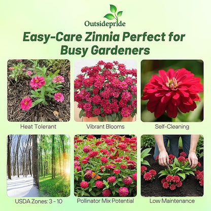 Outsidepride Zinnia Seeds – 25pcs Annual Zinnia Hybrida Profusion Double Hot Cherry Seeds for Planting Outdoors, Ideal for Garden Beds, Pollinator & Cut Flower Gardens, Low Maintenance (AAS Winner)
