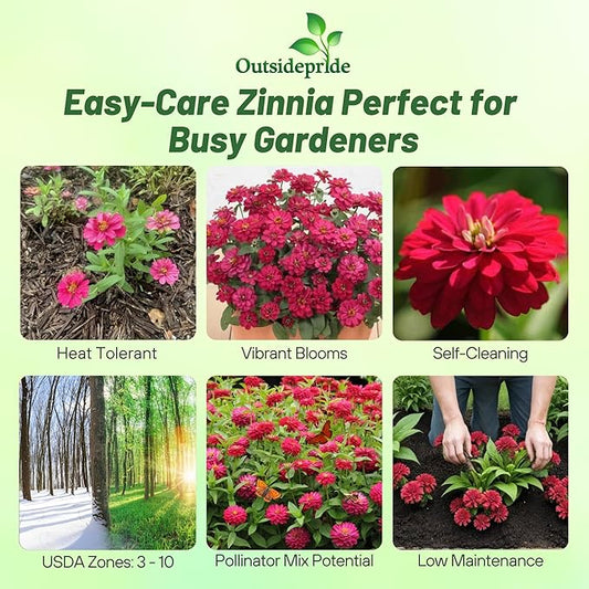 Outsidepride Zinnia Seeds – 25pcs Annual Zinnia Hybrida Profusion Double Hot Cherry Seeds for Planting Outdoors, Ideal for Garden Beds, Pollinator & Cut Flower Gardens, Low Maintenance (AAS Winner)