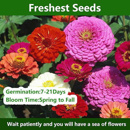 Zinnia Seeds, California Giants Mix, 2,0000+ Bulk Garden Flower Seeds for Planting Outdoors, Mixed Colors and Large Blooms, Attracts Pollinators, Easy to Grow