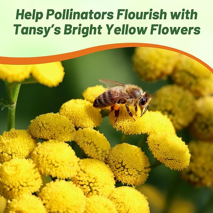 Outsidepride Tansy Seeds - 10000 Pcs. Perennial, Easy to Grow & Low Maintenance, Herb Seeds for Planting Aromatic & Vibrant Yellow Button-Like Blooms, Great for Versatile Uses & Pollinator Gardens