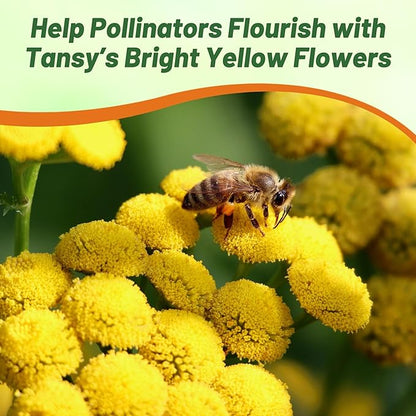 Outsidepride Tansy Seeds - 10000 Pcs. Perennial, Easy to Grow & Low Maintenance, Herb Seeds for Planting Aromatic & Vibrant Yellow Button-Like Blooms, Great for Versatile Uses & Pollinator Gardens