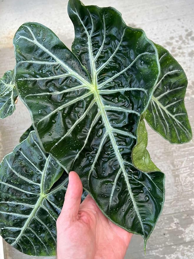 Premium Alocasia Plant Potting Soil by Gardenera - Infuse Your Space with Majestic Leaves and Lively Vitality - 2 Quart