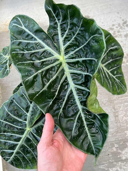Premium Alocasia Plant Potting Soil by Gardenera - Infuse Your Space with Majestic Leaves and Lively Vitality - 2 Quart