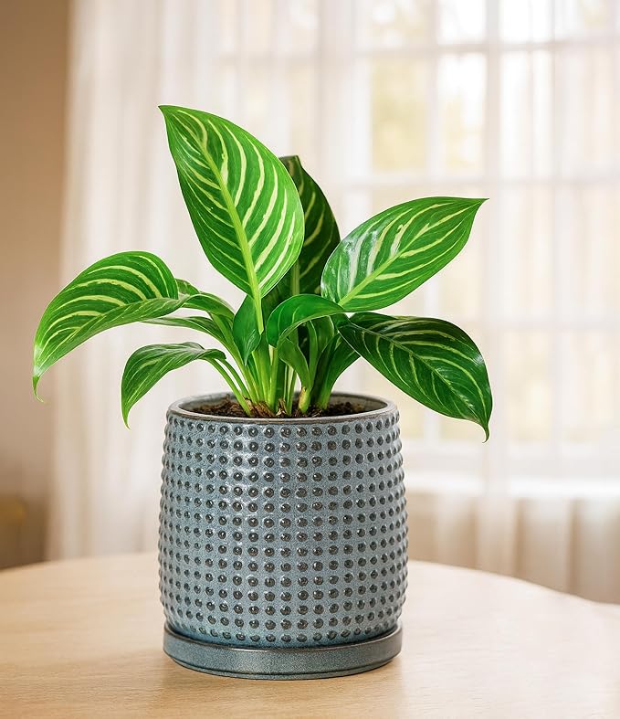 D'vine Dev 6 Inch Ceramic Beaded Stoneware Planter Pot - Flower Pot with Drainage Holes and Saucers for Indoor Succulent Plants or Flowers, Graphite Blue, 27-C-X-9