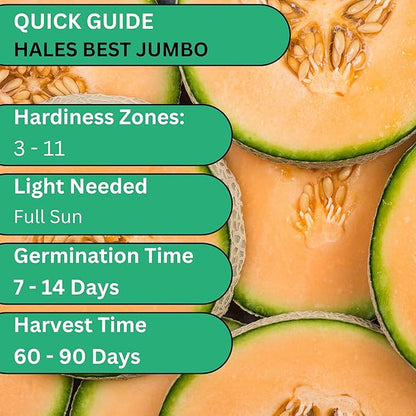 Hales Best Jumbo Cantaloupe Seeds for Planting – Heirloom, Non-GMO Melon Seeds for Home Gardens, Large Sweet Cantaloupes with Juicy Orange Flesh | Woods Creek Seeds
