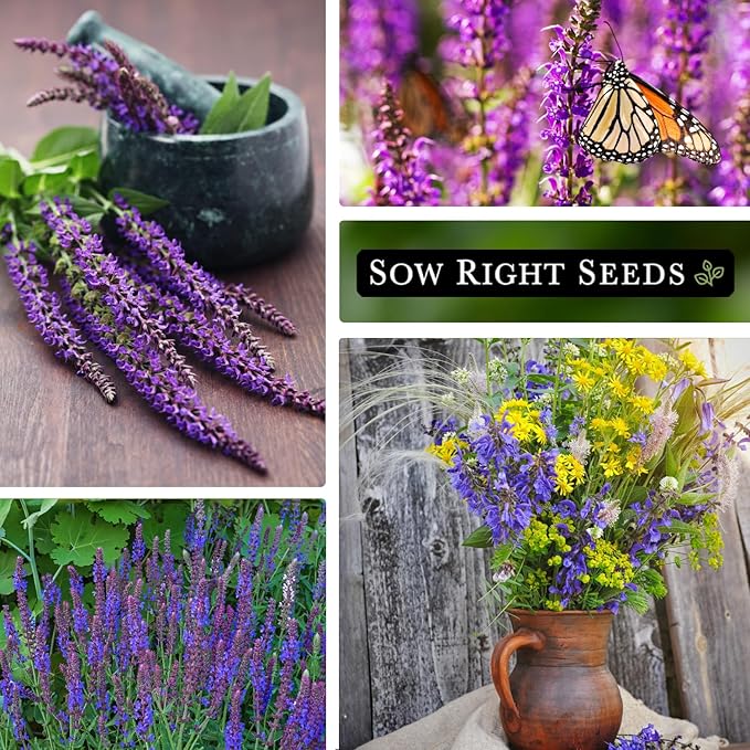 Sow Right Seeds - Blue Sage Wildflower Seed to Plant - Non-GMO Heirloom Seeds - Full Instructions for Planting and Growing Mealycup Sage or Salvia farinacea - Indoors or Outdoor - Gardening Gift (2)