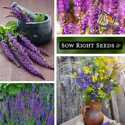 Sow Right Seeds - Blue Sage Wildflower Seed to Plant - Non-GMO Heirloom Seeds - Full Instructions for Planting and Growing Mealycup Sage or Salvia farinacea - Indoors or Outdoor - Gardening Gift (3)