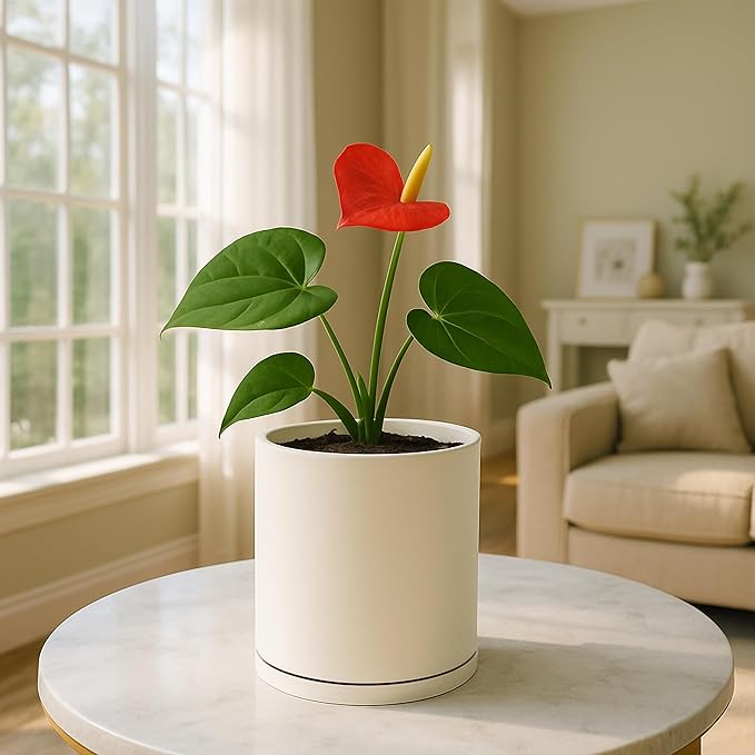 D'vine Dev Double-Layer Planter Set – Rotating Plastic Cachepot with Clear Inner Liner for Root Health, Perfect for Indoor Plants, 4.5", Oatmeal, 73-U-D-1