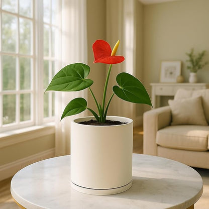 D'vine Dev Double-Layer Planter Set – Rotating Plastic Cachepot with Clear Inner Liner for Root Health, Perfect for Indoor Plants, 4.5", Oatmeal, 73-U-D-1
