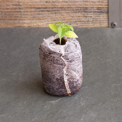 Pure Coconut Coir Netted Seed Starting Pellets - 42mm - Pack of 100 - Sustainable, Renewable, Unamended - Superior to Peat Plugs - High Water Holding - Minimize Root Loss & Transplant Shock