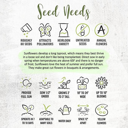 Seed Needs Sunflower Seeds for Planting Dwarf Sunspot Sunflowers - Heirloom & Open Pollinated Annual Cut Flower Seed to Plant 2 Foot Tall Sun Flowers (2 Packs)