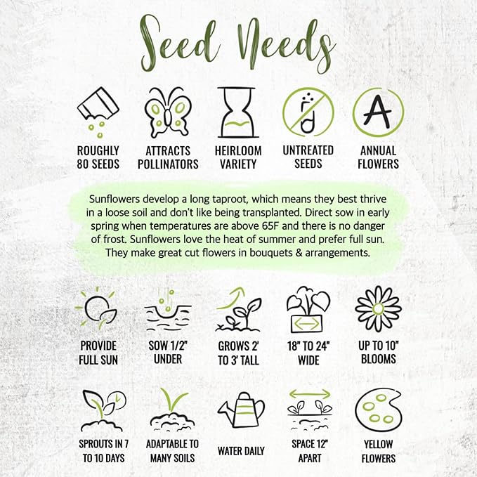 Seed Needs Sunflower Seeds for Planting Dwarf Sunspot Sunflowers - Heirloom & Open Pollinated Annual Cut Flower Seed to Plant 2 Foot Tall Sun Flowers (1 Pack)